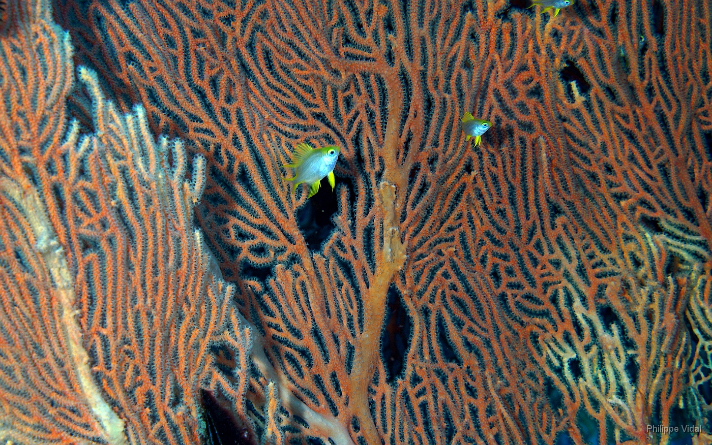 Birmanie - Mergui - 2018 - DSC03053 - Coral - Corail.jpg